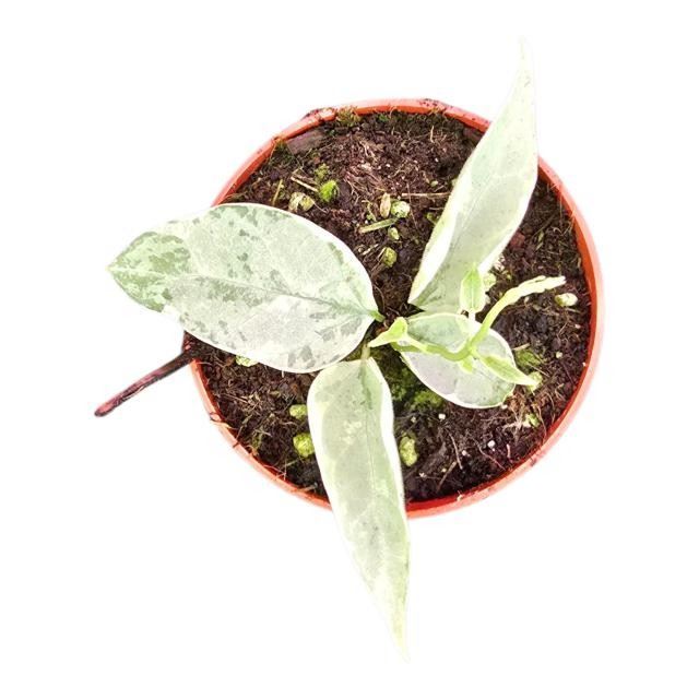 Hoya Streptocaulon Juventas Variegata هويا ستريبتوكولون جوفينتاس فاريغاتا