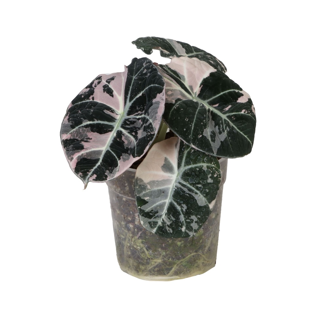 Alocasia Black Velvet Pink Albo Variegated ألوكاسيا مخمل أسود وردي ألبو متعدد الألوان