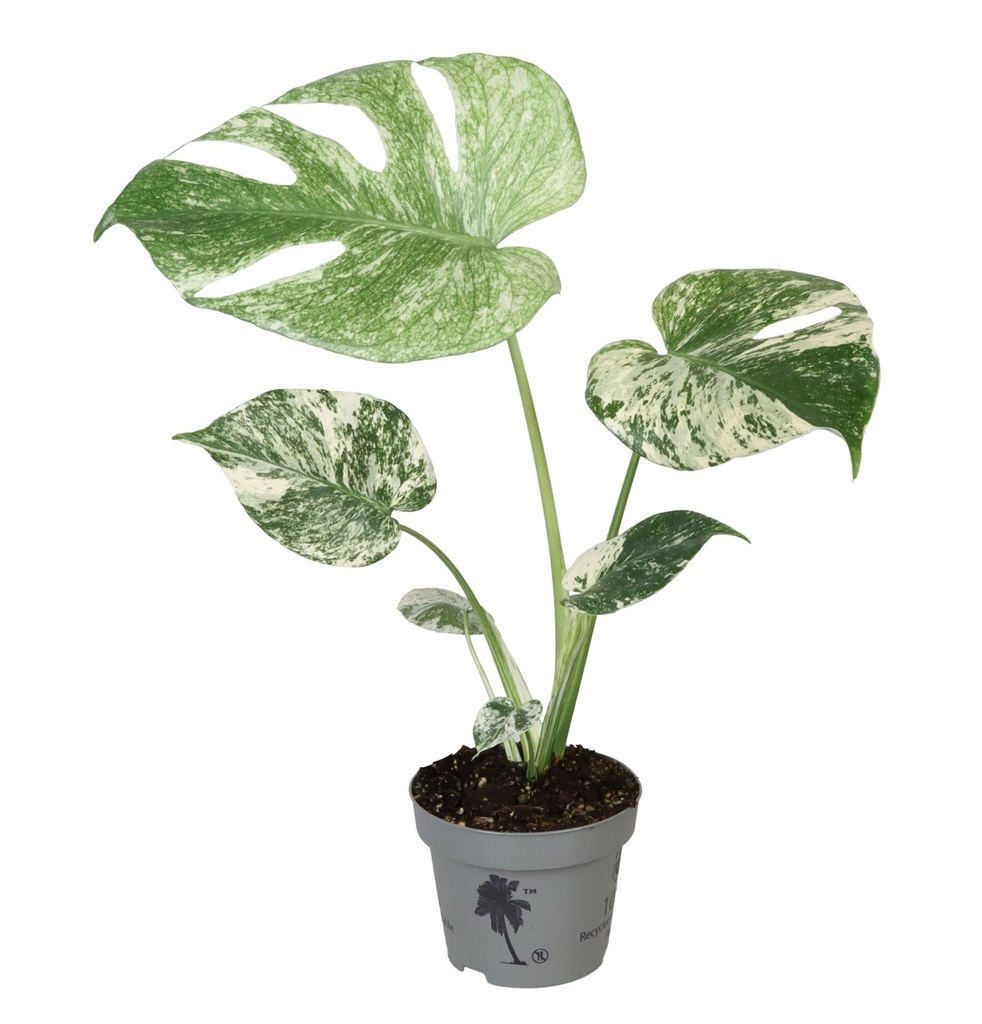 Monstera Deliciosa Mint Variegated مونستيرا ديليسيوسا النعناع متعددة الألوان