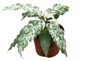 Ficus Snowstorm فيكوس عاصفة الثلج
