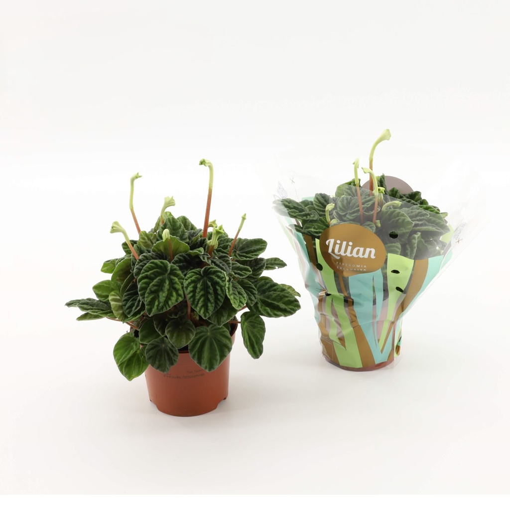 Peperomia Lilian