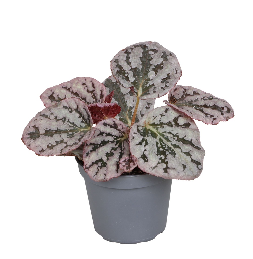 Begonia Spirit of Bali بيغونيا روح بالي