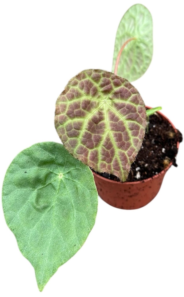 Begonia Phuthoensis بيغونيا فوثوينسيس