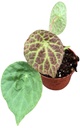 Begonia Phuthoensis بيغونيا فوثوينسيس