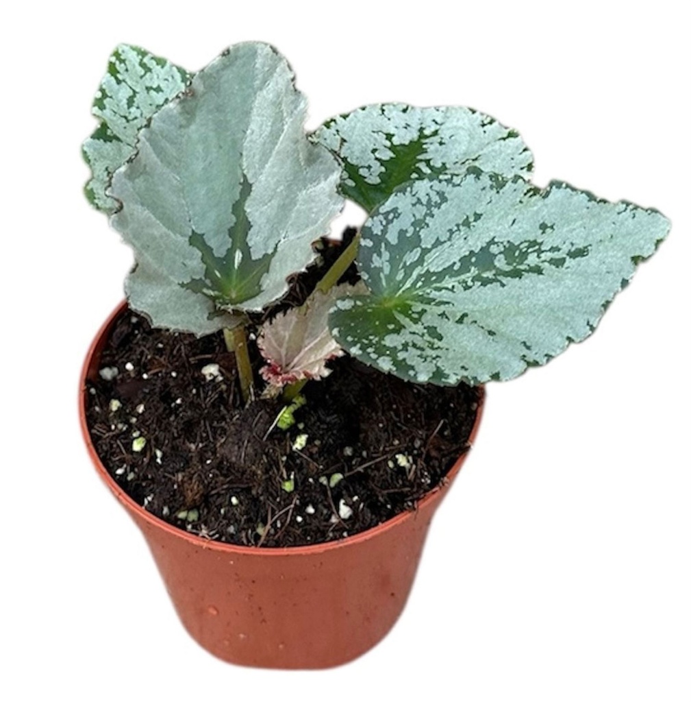 Begonia Grey Earl