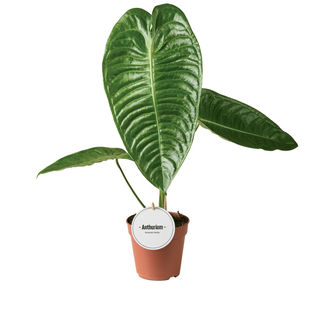 Anthurium  Veitchii - 12/45 أنثوريوم فيتشي - 12/45 