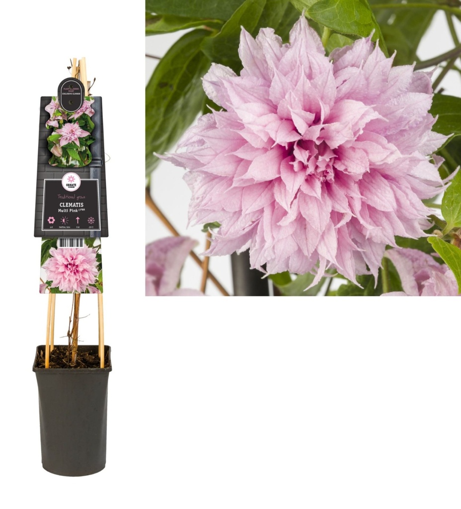 Clematis Multi Pink كليماتيس وردي متعدد