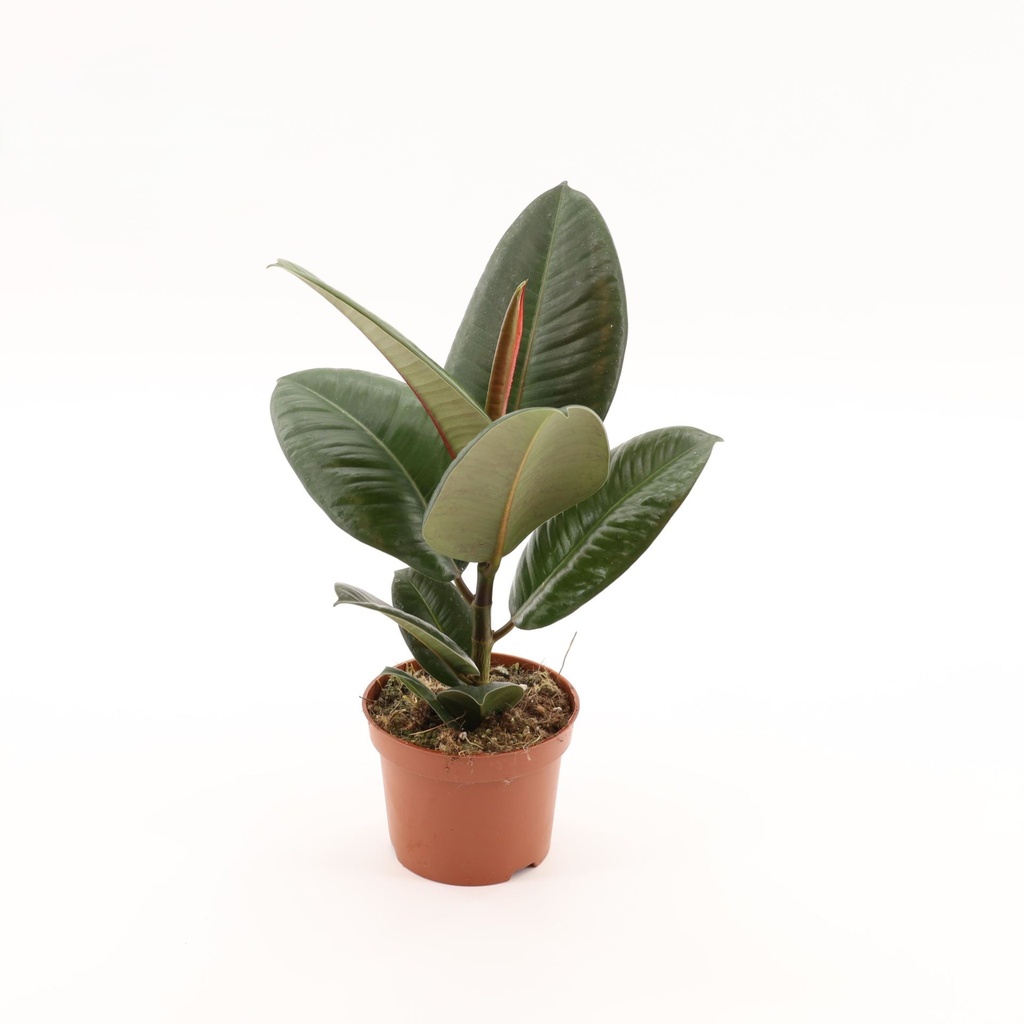 Ficus Elastica Robusta فيكوس إيلاستيكا روبوستا