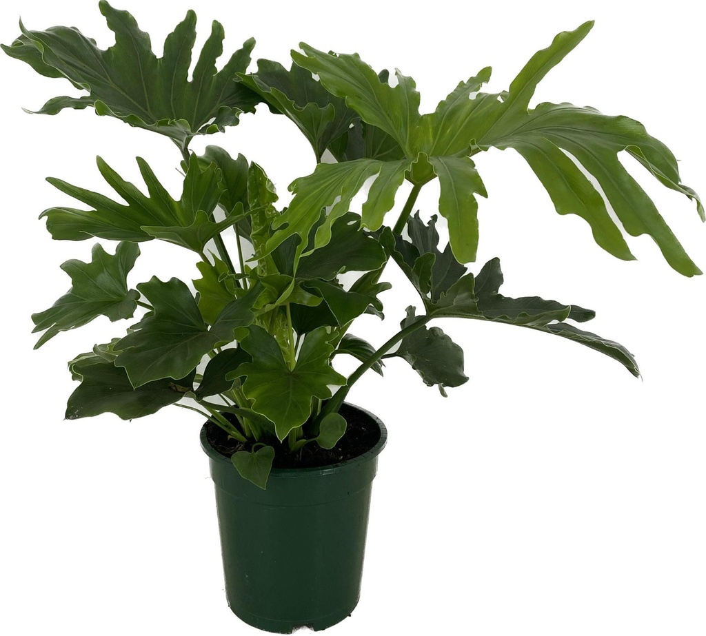 Philodendron Little Hope فيلودندرون الأمل الصغير