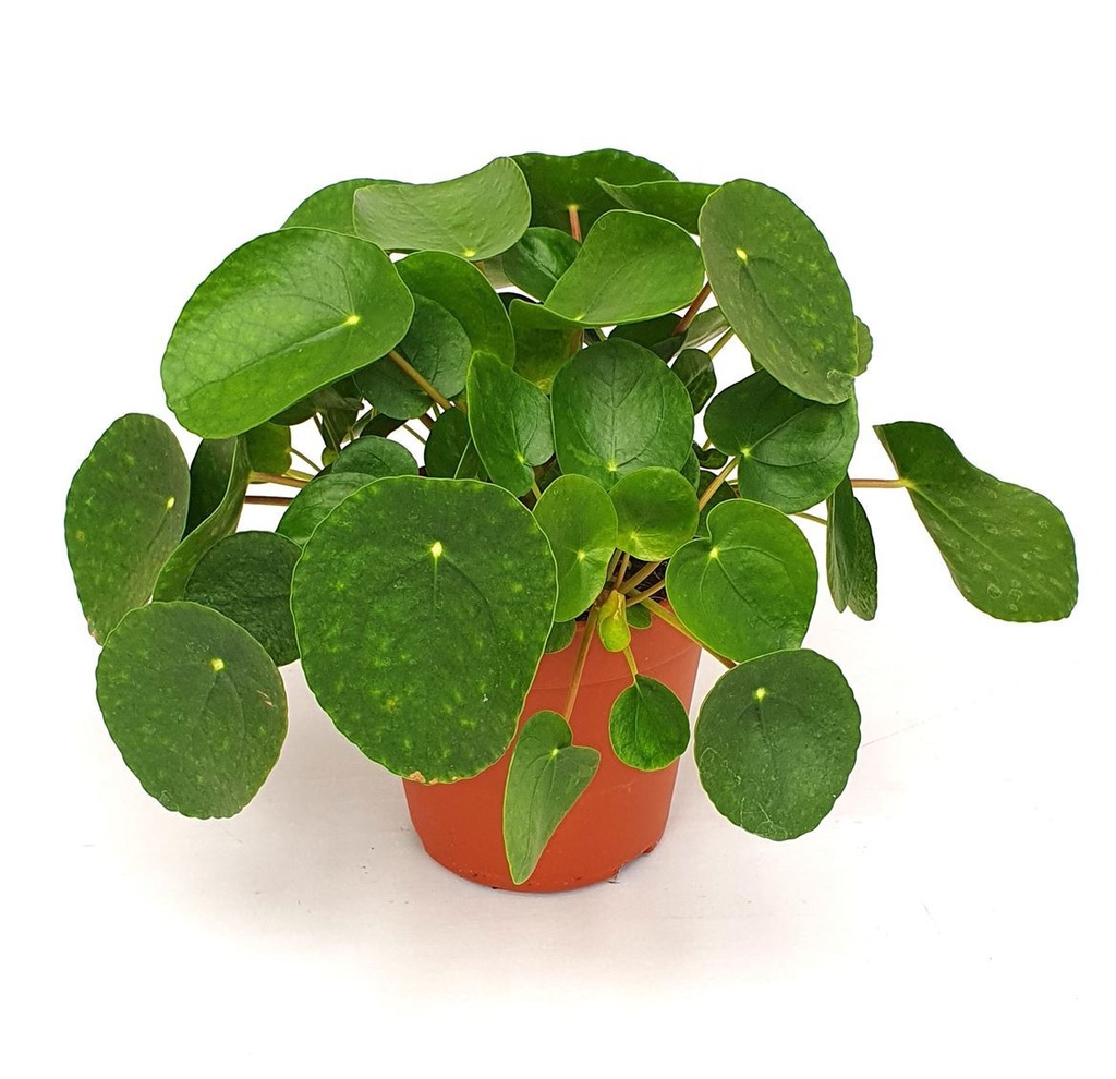 Pilea Peperomoides بيليا بيبيروميويدز