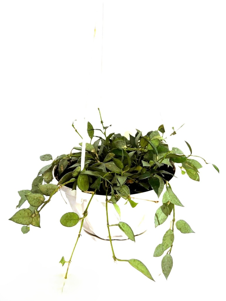 HOYA Lacunosa Hanging Plant هويا لاكونوزا نبتة معلقة