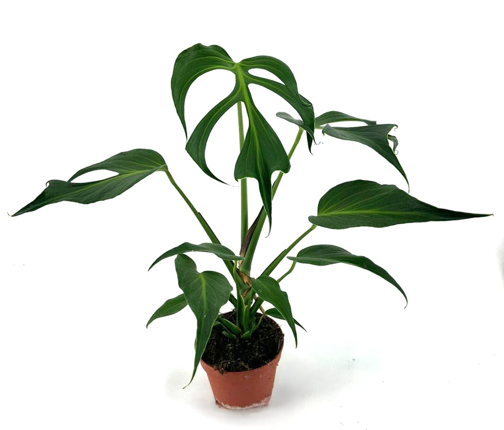 Monstera Burle Marx Flame مونستيرا بورلي ماركس فليم