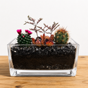 Desert Bloom Cactus Terrarium  تراريوم أزهار الصحراء للصبار