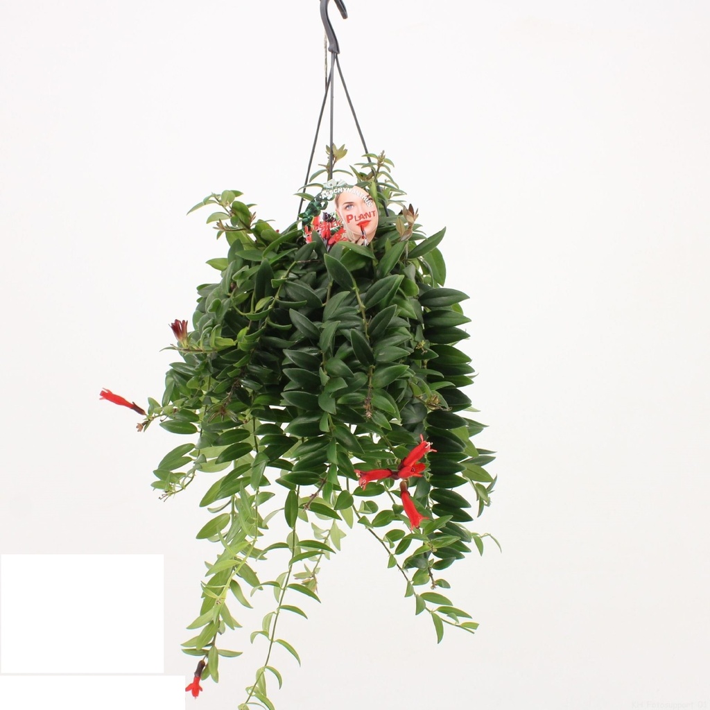 Aeschynanthus Caro - Lipstick Plant - 15/35 أيشينانثوس كارو - نبتة أحمر الشفاه - 15/35