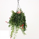 Aeschynanthus Caro - Lipstick Plant - 15/35 أيشينانثوس كارو - نبتة أحمر الشفاه - 15/35
