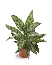 Aglaonema Maria – Chinese Evergreen أجلونيما ماريا – الخضرة الصينية