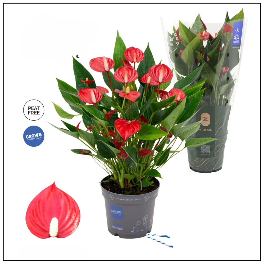 Anthurium Million Flowers أنثوريوم مليون زهرة