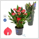 Anthurium Million Flowers أنثوريوم مليون زهرة