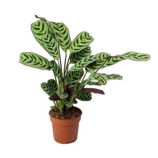 [00036005] Calathea Ctenanthe Burle Marxii