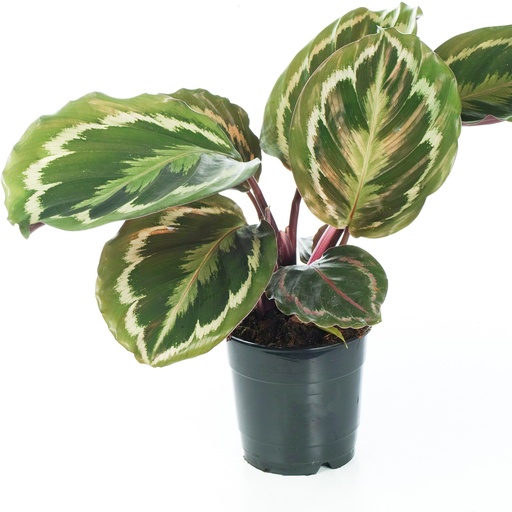 [1740] Calathea Medallion كالاثيا ميداليون