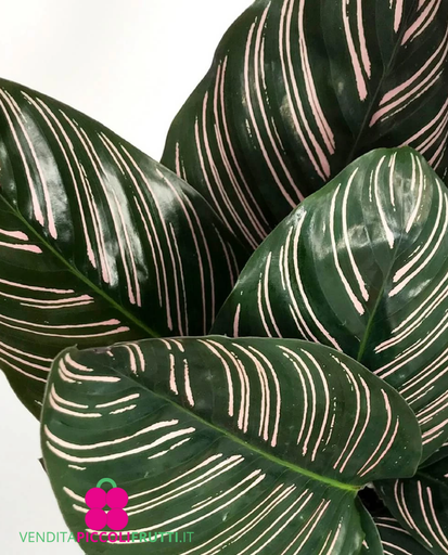 [1905] Calathea Sanderiana - 14/45 كالاثيا سانديريانا - 14/45