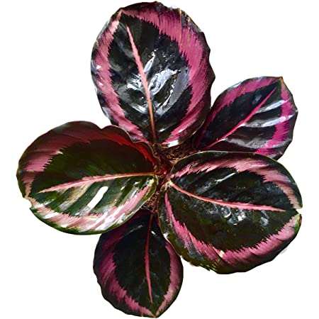 [00036004] Calathea Surprise Star