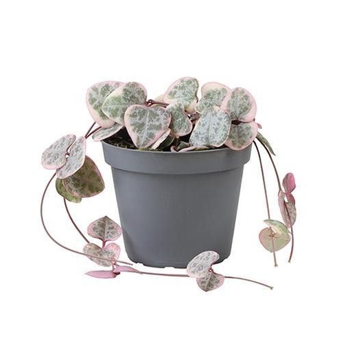 [2139] Ceropegia Woodii Variegated - (String of Hearts) سيروبيغيا وودي متعددة الألوان - (خيط القلوب)