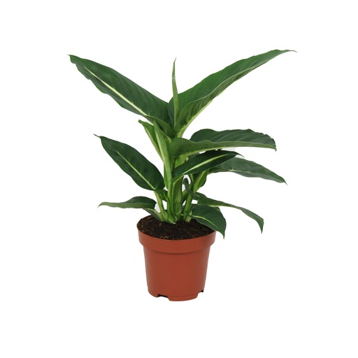 [1742] Dieffenbachia Green Magic  ديفينباخيا السحر الأخضر