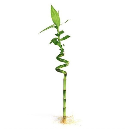 [00219098] Dracaena Lucky Bamboo Spiral دراسينا خيزران الحظ حلزوني
