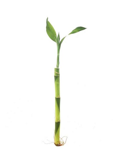 [00219088] Dracaena Lucky Bamboo Straight دراسينا خيزران الحظ مستقيم
