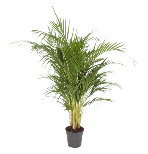 [02192026] Dypsis Lutescens