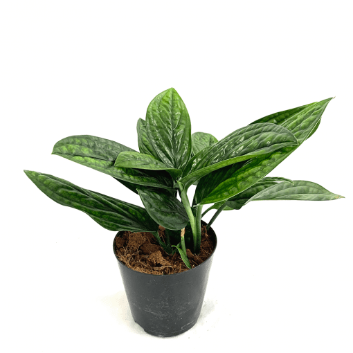 [2010] Epipremnum Marble Planet إيبيبريمنوم كوكب الرخام