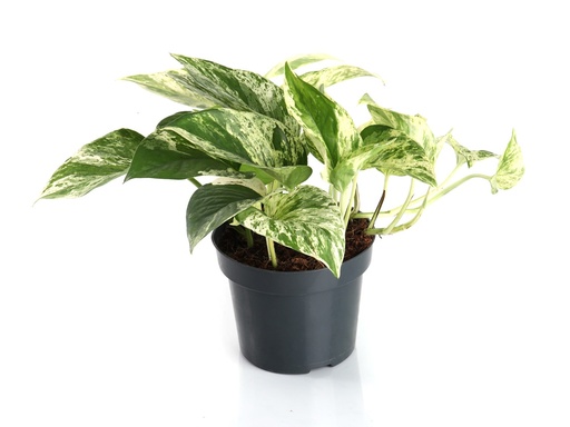 [2116] Epipremnum Marble Queen إيبيبريمنوم ملكة الرخام