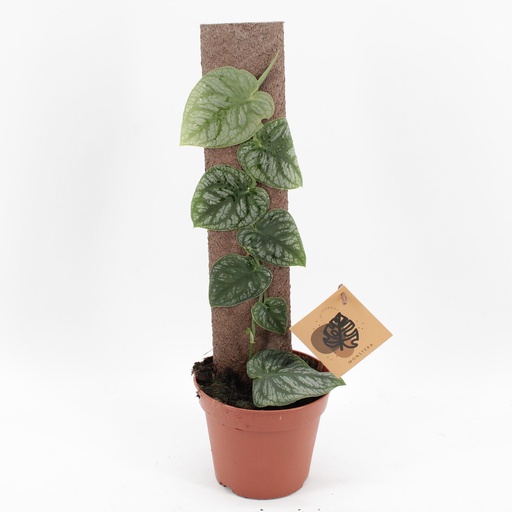 [MO-11] Monstera Dubia