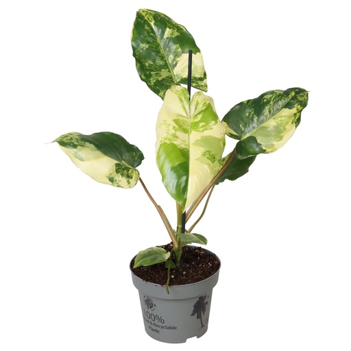 [PH-1030] Philodendron Burle Marx Variegated - P12 فيلودندرون بورلي ماركس متعدد الألوان - P12