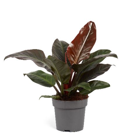 [PH-1090] Philodendron Imperial Red