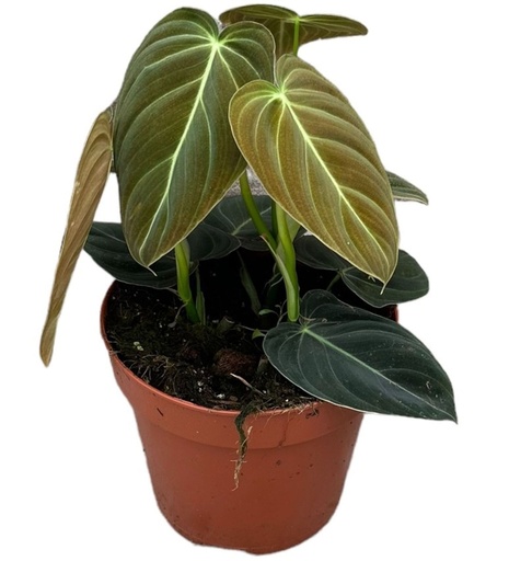 [2249] Philodendron Melanochrysum - 12/50