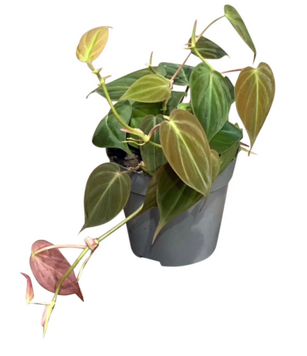 [2055] Philodendron Micans