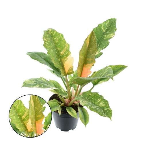 [PH-054] Philodendron 'Ring of Fire' فيلودندرون حلقة النار