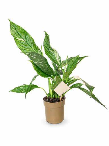 [2127] Spathiphyllum Diamond Variegata سباتيفيلوم دايموند فاريغاتا