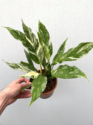 [2127] Spathiphyllum Diamond Variegata