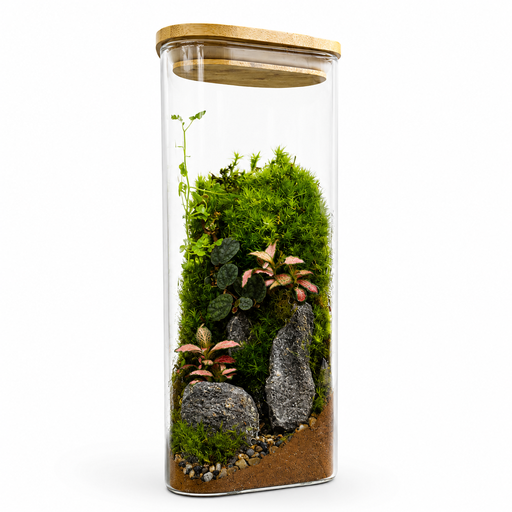 Mystic Moss Terrarium تراريوم الطحالب الغامض