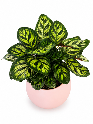 Potted Calathea Prayer Plant نبات الكالاتيا بوعاء