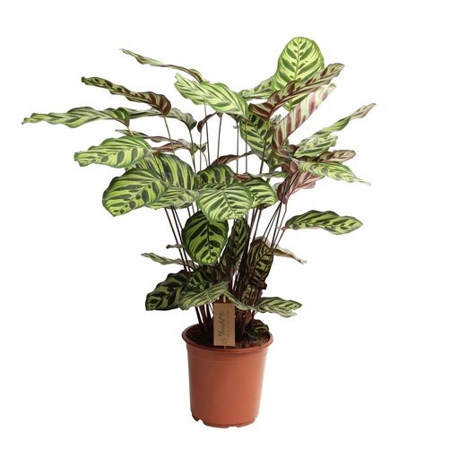 [1816] Calathea Makoyana Peacock - 60 CM