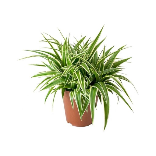 [02192014] Chlorophytum Ocean - Spider Plant