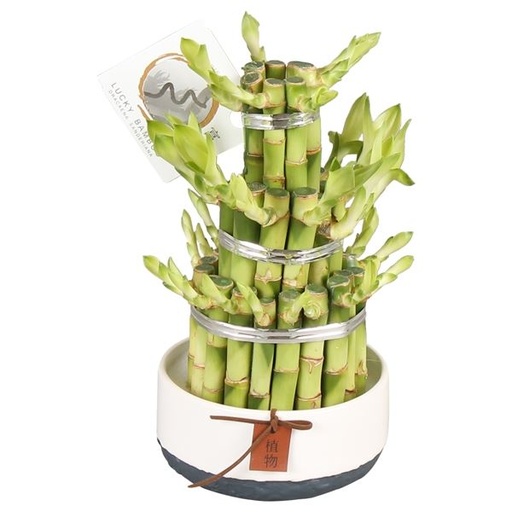 [00219091] Dracaena Lucky Bamboo 3 Level Round