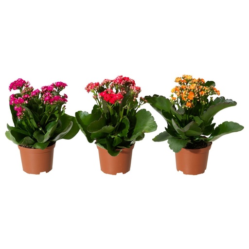 [02192018] Kalanchoe Mix Plant نبتة كالانكوي مكس