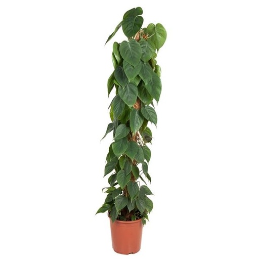 [00021959] Philodendron Scandens فيلودندرون حلقة النار