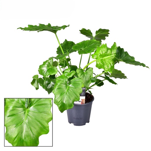 [PH-1080] Philodendron Shangri La