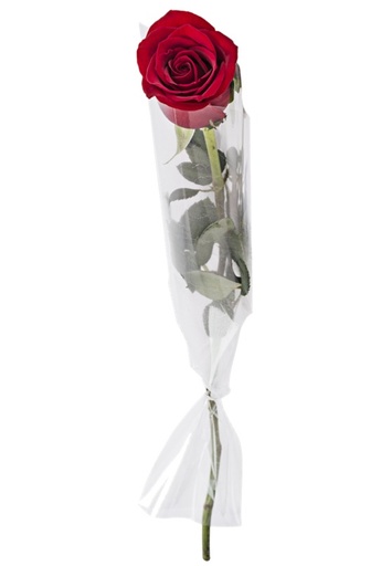 [00219093] Solitaire Roses (Single Rose Stem)